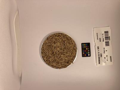 Click for 1 image(s) for this accession. SEED